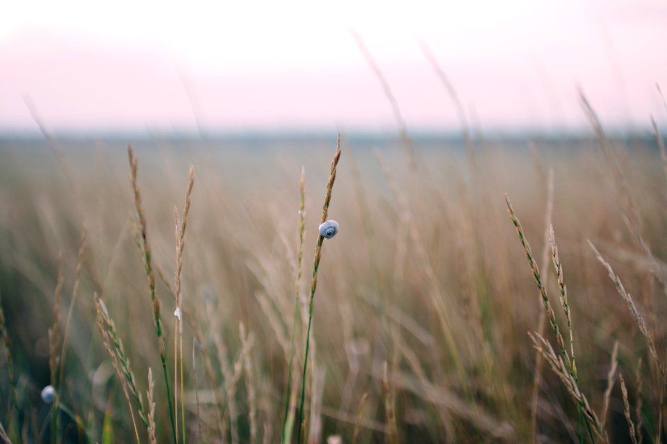 grass field at daytime