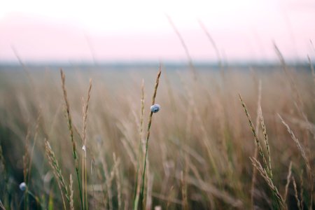 grass field at daytime