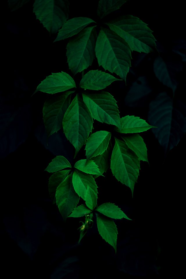 closeup photo of green leafed plant