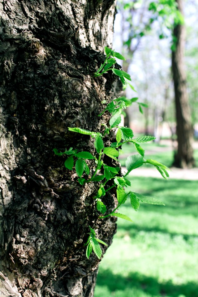 Plants, Close up, Nature