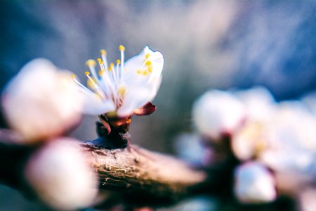 selective focus photo of cherry blossoms photo