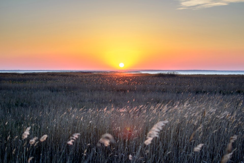 green field viewing body of water under yellow sky