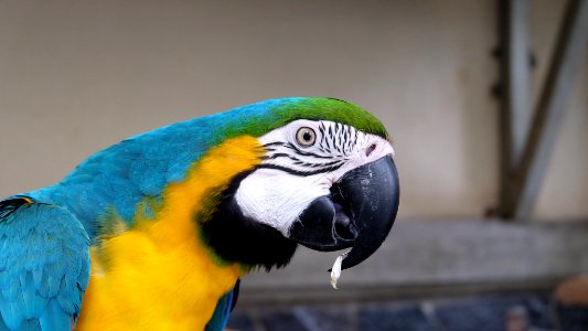 Closeup, Bird, Green