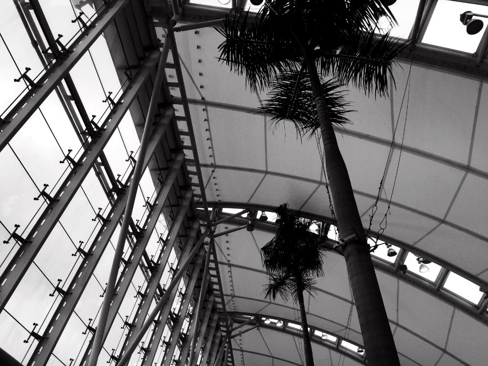 Iphone, Iphone 6, Bnw
