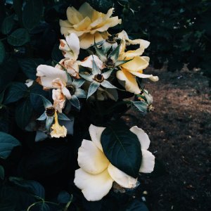 Iphone, Nature, Leaves