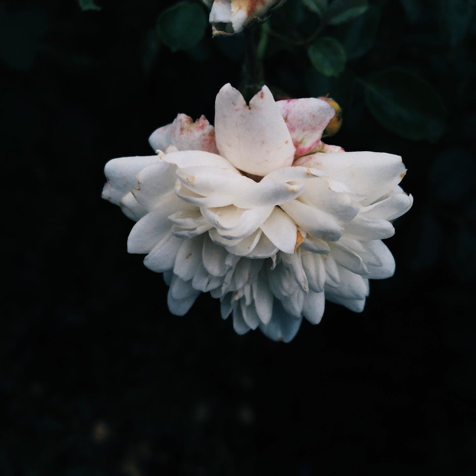 Iphone, Spring, Plant