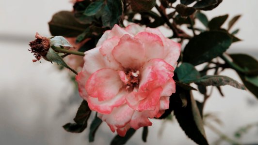 Xa2, Fujifilm, Plant