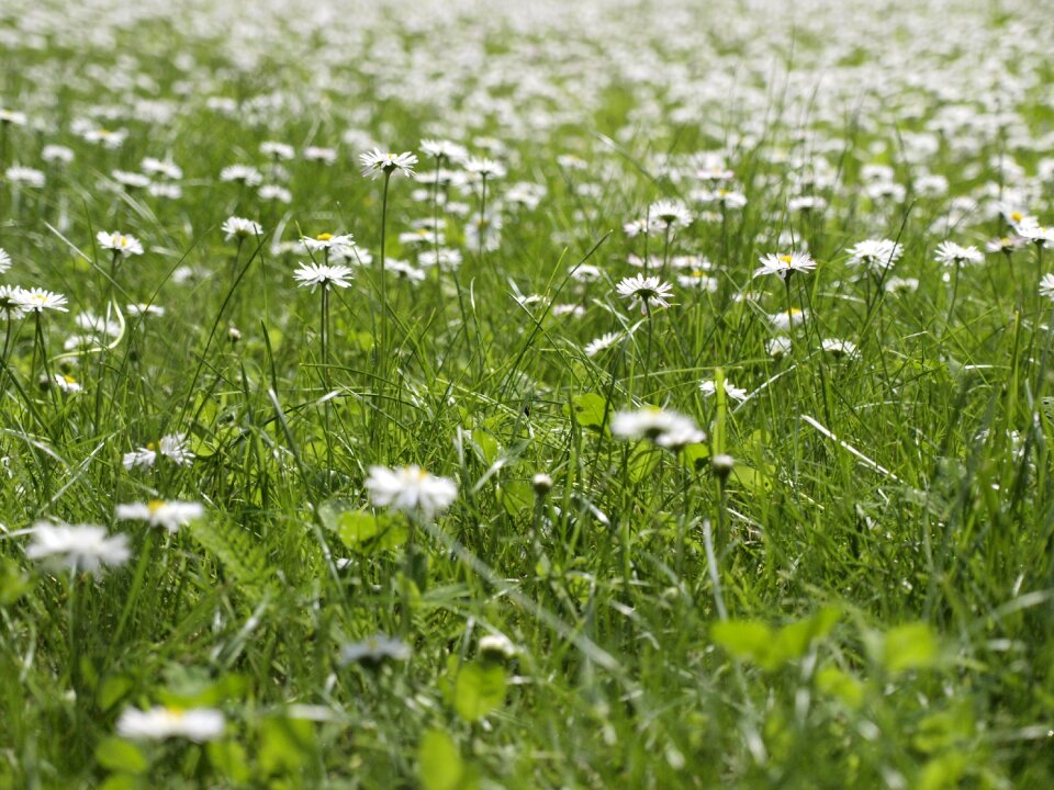 Spring daisy flower