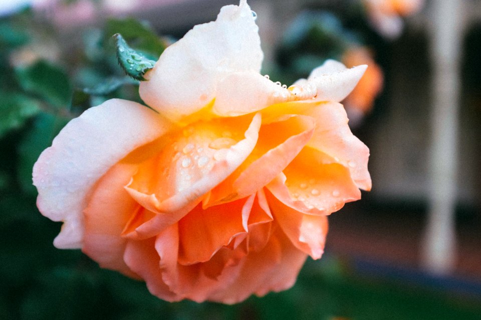 pink rose in bloom with dew drops