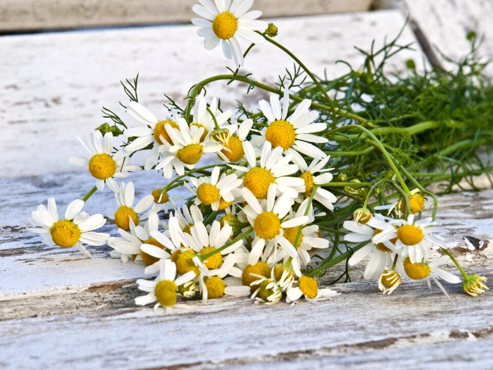 Nature herbs plant