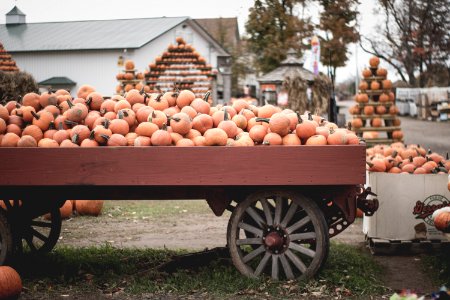 round fruits in cart