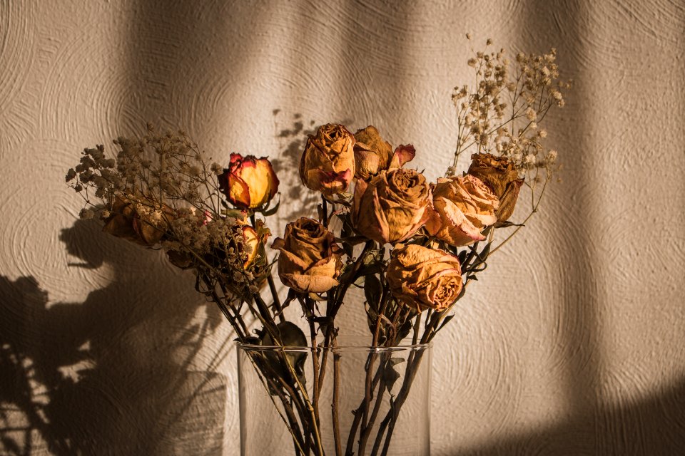 Golden hour, Sunset, Roses