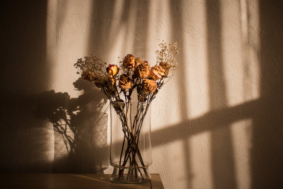 Roses, Flowers, Sunset