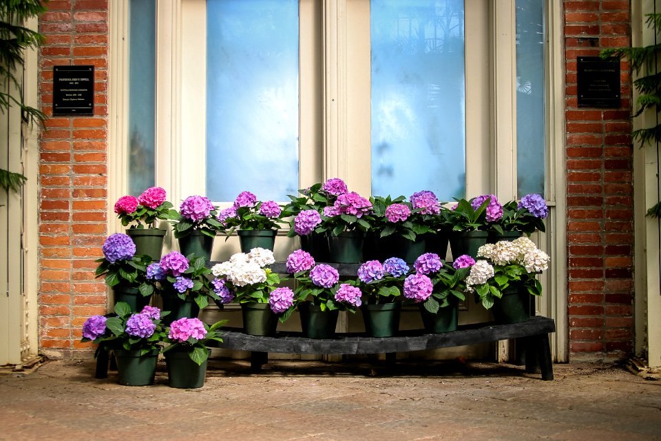 Botanical gardens, Buffalo, United states