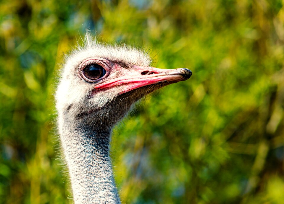 Ostrich portrait eyes