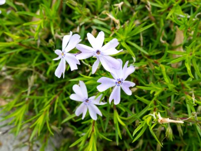 Gardening, Garden, Spring