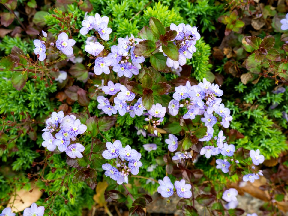 Gardening, Spring, Garden