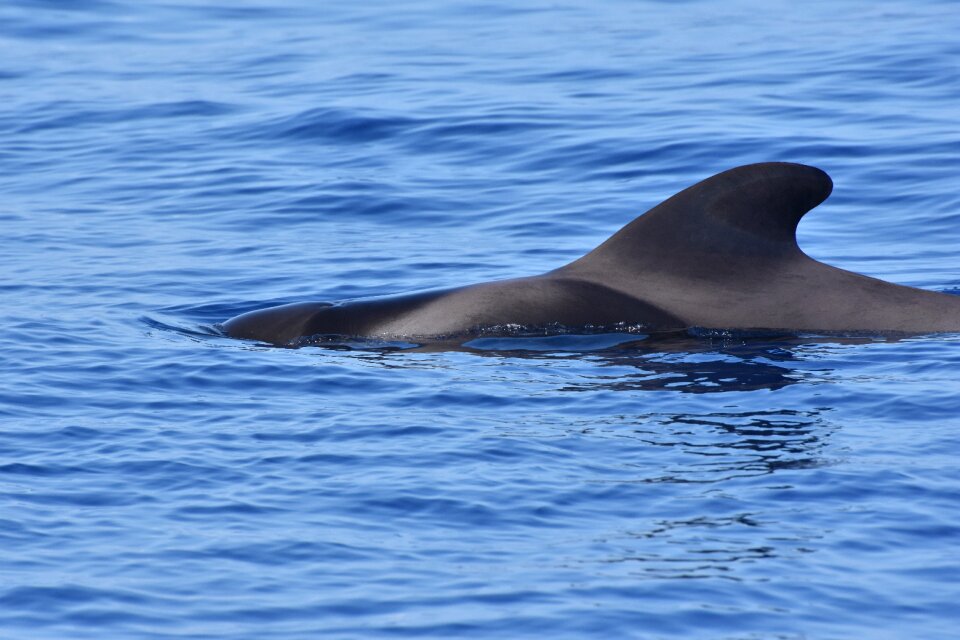 Pilot whale ocean calderon
