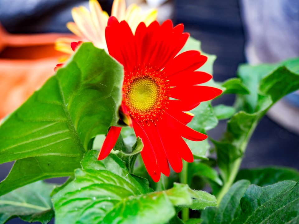 Summer, Yellow, Red
