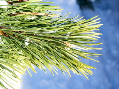 Winter, Pine needle, Pine photo