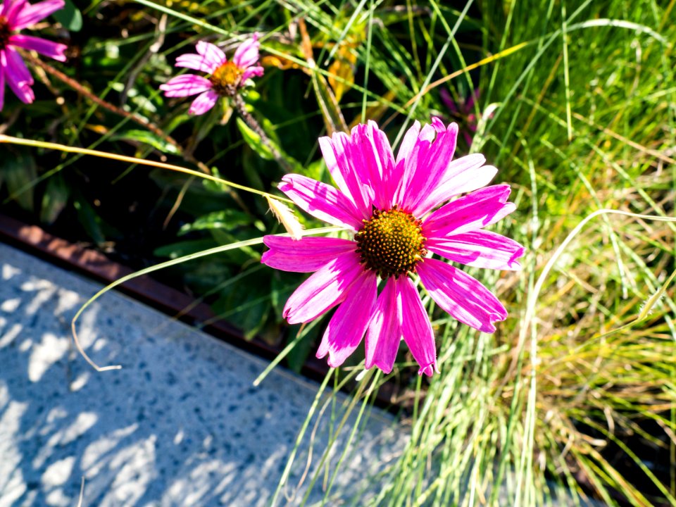 The high line, New york, United states