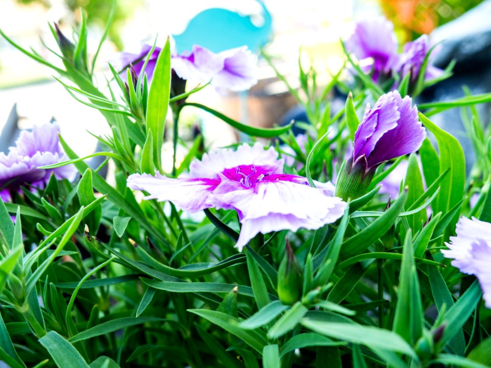 Garden, Leaves, Pink