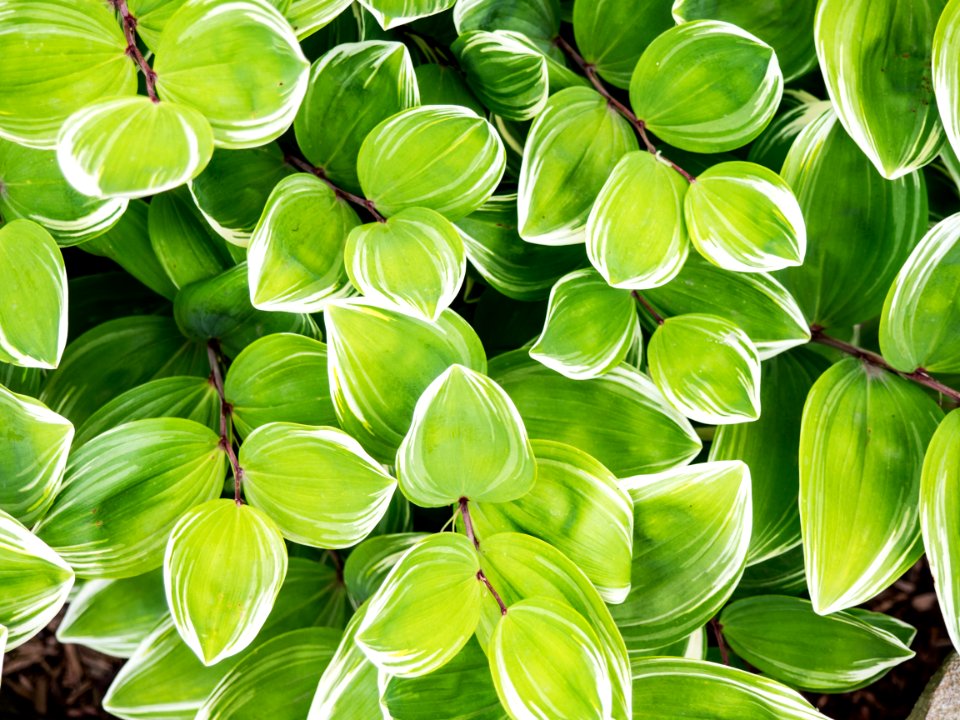 fill the frame photography of green plants