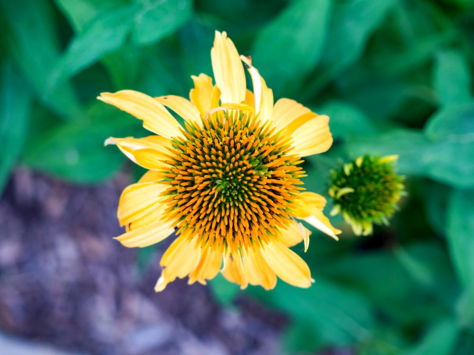 Macro, Yellow, Flower