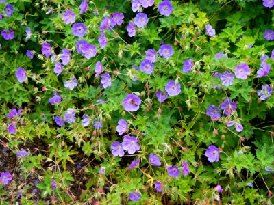 Garden, Bee, Purple