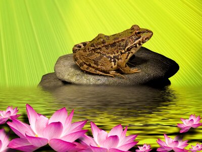 Water water frog garden pond photo