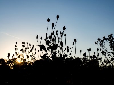 Shadow, Silhouette, Branches