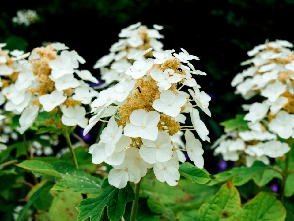Nature, White, Macro
