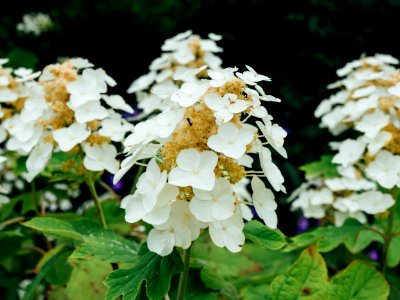 Nature, White, Macro