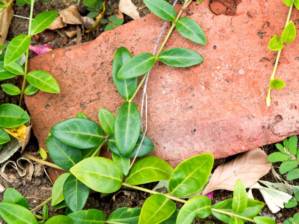 Macro, Garden, Leaves