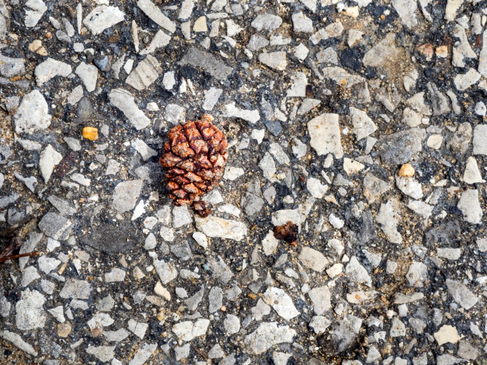 Macro, Cement, Pinecone