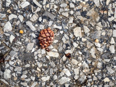 Macro, Cement, Pinecone photo