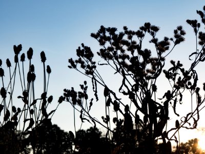 Sky, Silhouette, Flowers