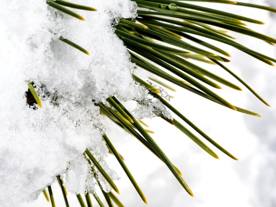 Pine leaves, Ice, Winter photo