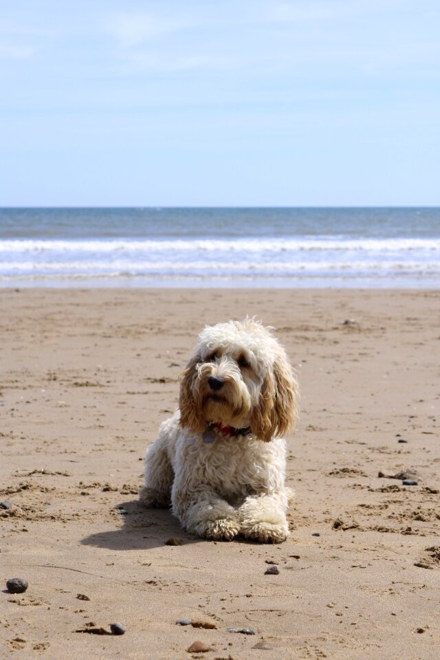 Cockapoo puppy summer