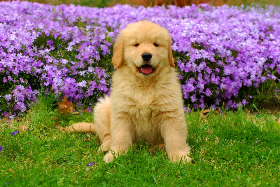 Animal friend outdoors