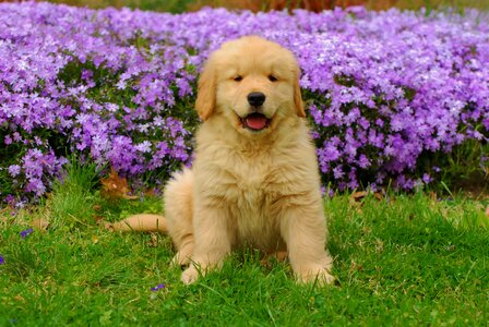 Animal friend outdoors