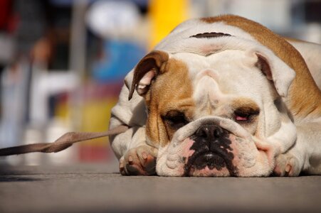 Pet photography quadruped street dog