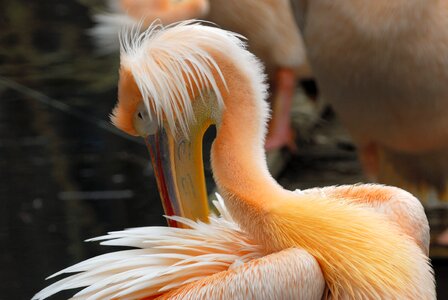 Artis pelican bird
