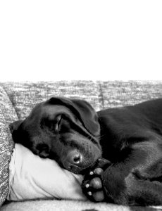 Black, Beautiful, Dog photo