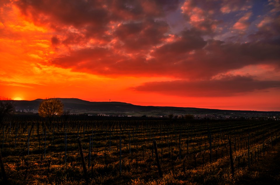 green grass field under orange and gray sky