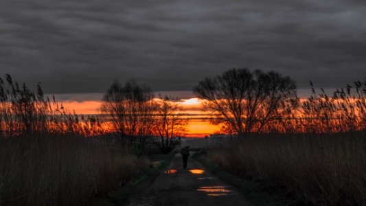 silhouette of person walking on road between bare trees during sunset photo