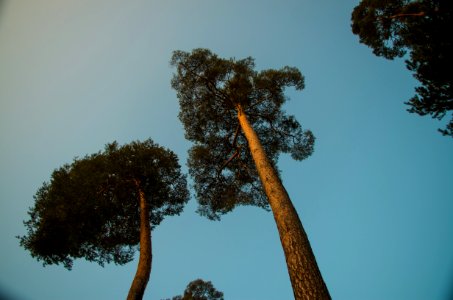 green and brown tree under blue sky during daytime