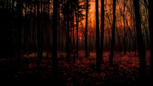 brown trees in forest during daytime