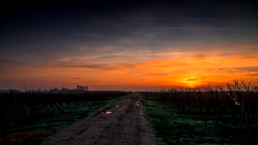 green grass field during sunset photo