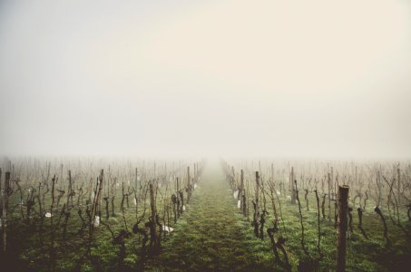 green fields with leafless trees on a foggy day photo